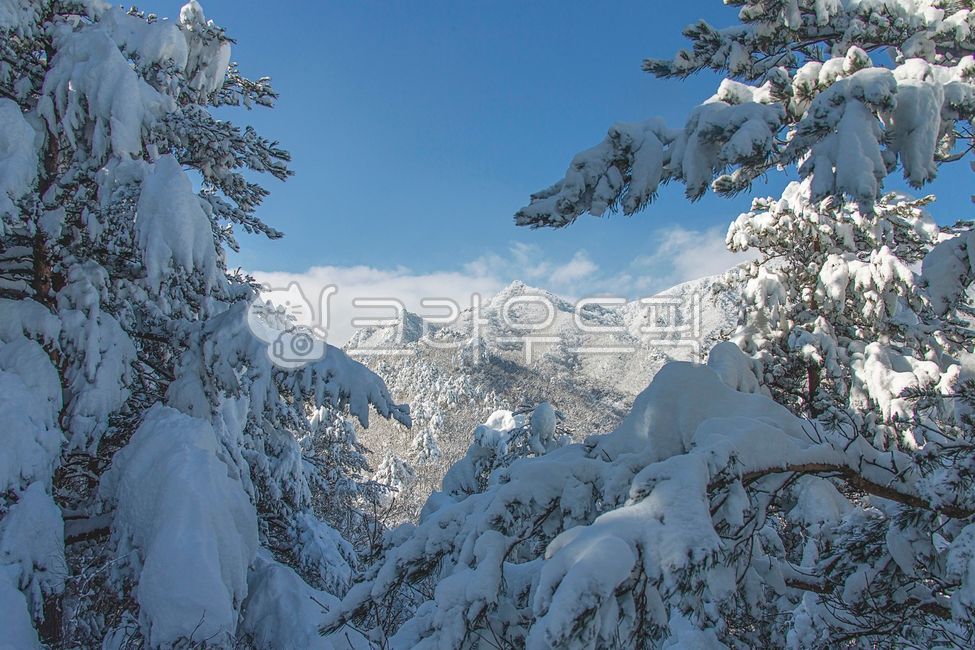 나무,겨울산,snow,설경,풍경,겨울풍경,tree,outdoors