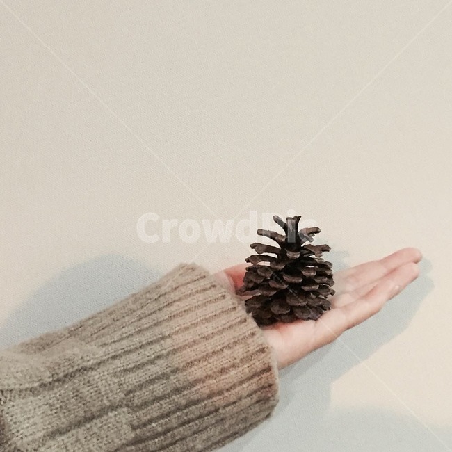 가을,겨울,솔방울,pinetreecone,fall,winter