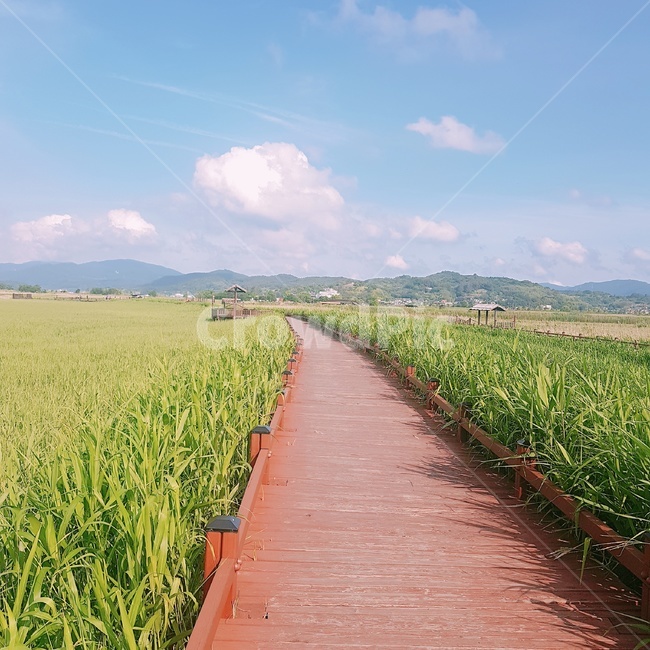 전라남도,순천,순천만습지,갈대밭,순천만갈대밭,순천갈대밭,여름순천만,여름순천만갈대밭,여름,풍경