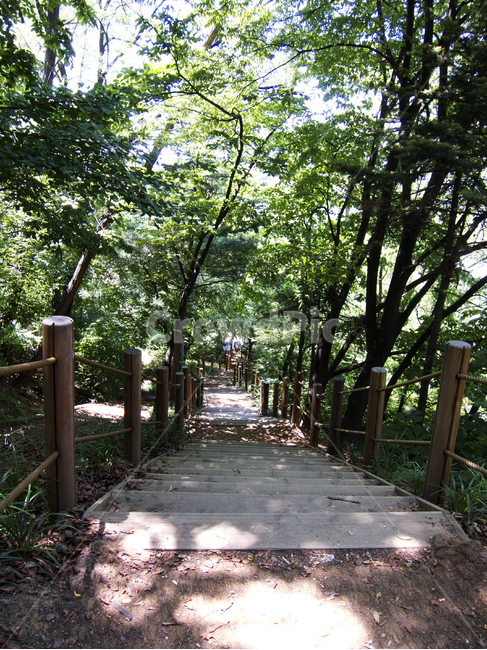 숲속,숲길,여름,시원한곳,피서,summer,woods,path