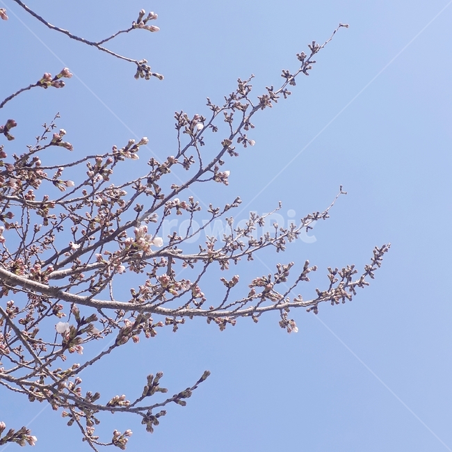 벚꽃,봄,4월,꽃잎,꽃,봄,계절,spring,season,식물,자연,plants,nature,꽃,flower,plant,blossom