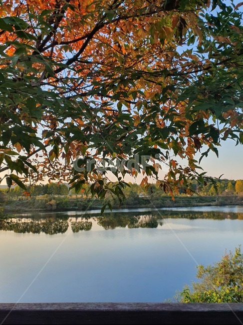 나무,단풍,노을,강,가을,식물,tree,잎,plant,가을,계절,fall,autumn,season,leaf