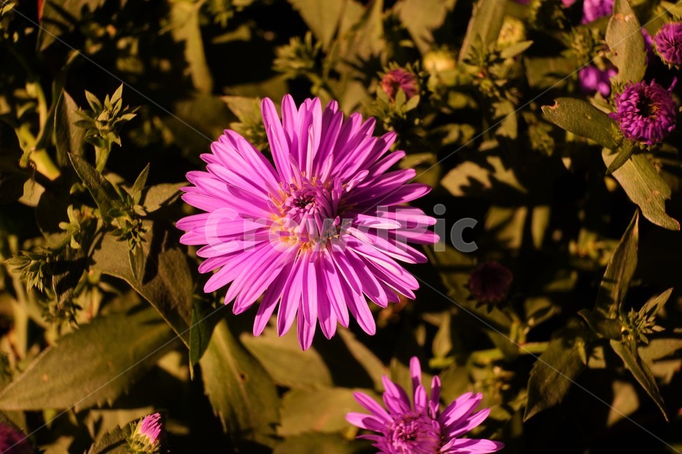 꽃,자연,아름다움,식물,nature,bloom,plant,beautiful,flower,식물,자연,plants,nature,꽃,flower