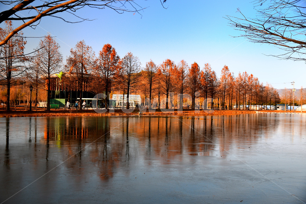 담양,메타세콰이어,나무,가을,식물,가을,계절,fall,autumn,season