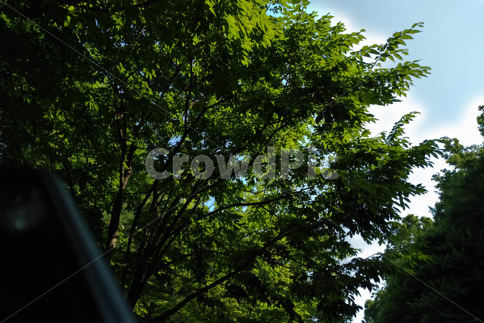 숲,나무,자연,풍경,햇빛,초록색,자연,풍경,nature,landscape,tree,plant,식물,tree trunk,나무 줄기