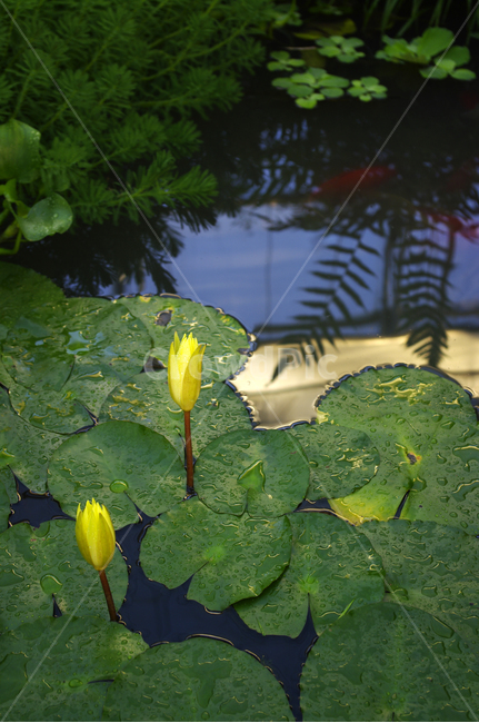 수련,식물,plant,꽃,flower,수생식물,식물,자연,plants,nature,꽃,flower