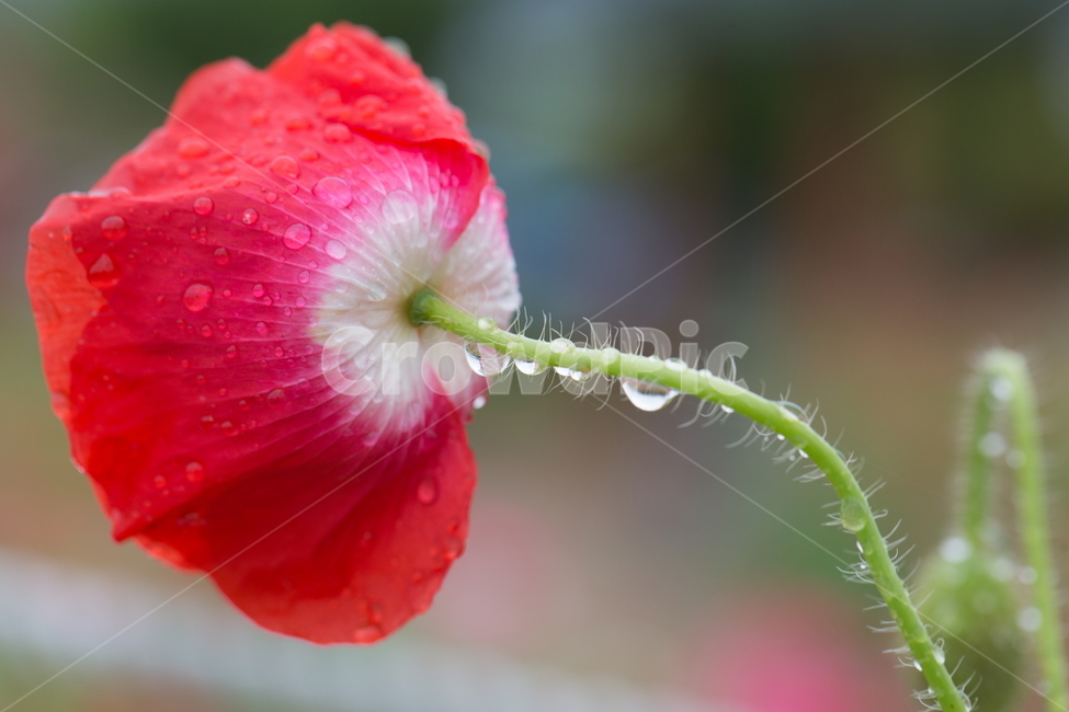 꽃,양귀비,빗방울,봄,붉은꽃,식물,자연,plants,nature,꽃,flower