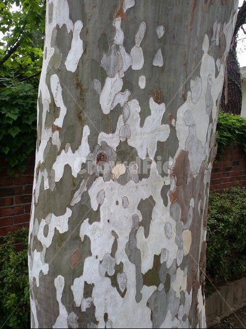 나무,나무껍질,나무표면,위장무늬,옹이,식물,나무,trees,wood