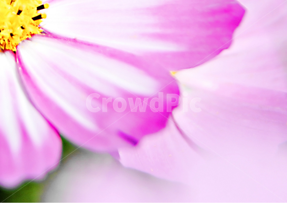 식물,코스모스,가을꽃,가을,자연,가을,계절,fall,autumn,season,식물,자연,plants,nature,꽃,flower,plant,geranium,제라늄,blossom