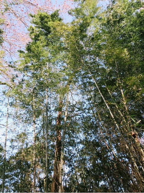 숲,나무,대나무,자연,입추,감성,녹음,상쾌,풍경,휴식,초록,자연,풍경,nature,landscape,tree,plant,식물