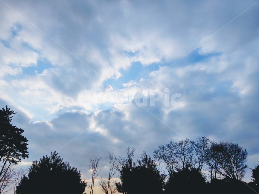 나무,하늘,자연,sky,nature