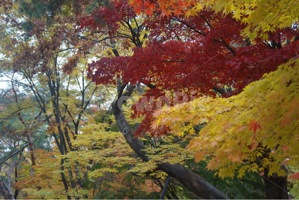 가을풍경,가을단풍,단풍,tree,나무,가을,계절,fall,autumn,season