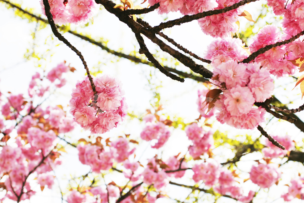 벚꽃,벚꽃나들이,핑크색벚꽃,꽃구경,여의도벚꽃나들이,cherryblossoms,벚꽃데이트,예쁜꽃,예쁜배경,핑크,봄,계절,spring,season,plant,식물,flower,꽃,blossom,cherry blossom