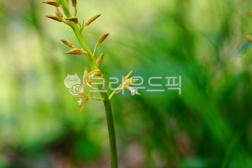 감자난꽃,꽃,노란색꽃,꽃배경,감자난,야생식물,난꽃,꽃봉오리,야생화,신선한,봄꽃,예쁜꽃,배경,아름다운,미,식물,녹색,노란색,봄,자연,풍경,개화,산,숲,경치,생태,봄야생화,야외,꽃잎,5월