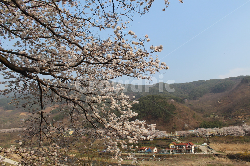 벚꽃,벚나무,시골,산,봄,집,하늘