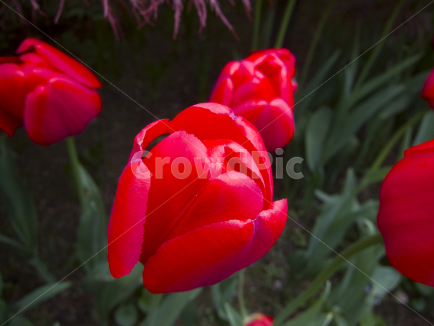 꽃,플라워,flower,채색,color,식물,자연,plants,nature,꽃,flower