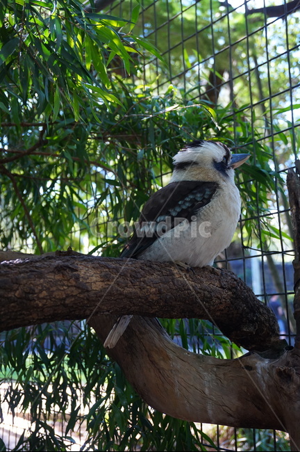 animal,동물,bird,새,호주,australia,호주새,쿠카바라,kookaburra,동물원,새장,철장