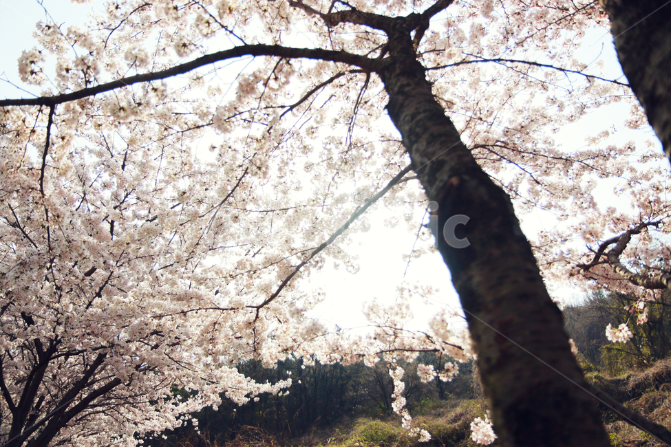남해벚꽃길,왕지벚꽃길,벚꽃,봄,봄꽃,자연,봄,계절,spring,season,식물,자연,plants,nature,꽃,flower,plant,cherry blossom,blossom