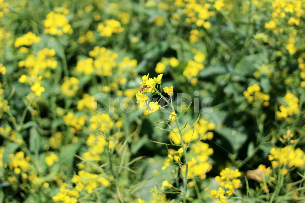 꽃,봄,하늘,오름,제주,봄,계절,spring,season,식물,자연,plants,nature,꽃,flower,plant