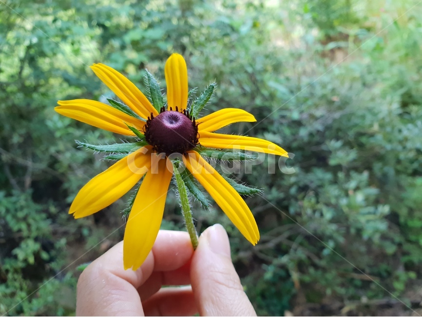 꽃,식물,자연,손,신체,여자,손가락,감성,신체일부,몸,노랑색,초록,flower,사람,인물,인간,여름,8월,human,body,여성,식물,자연,plants,nature,꽃,flower,사람,인물,인간,human,person,신체일부,몸,body
