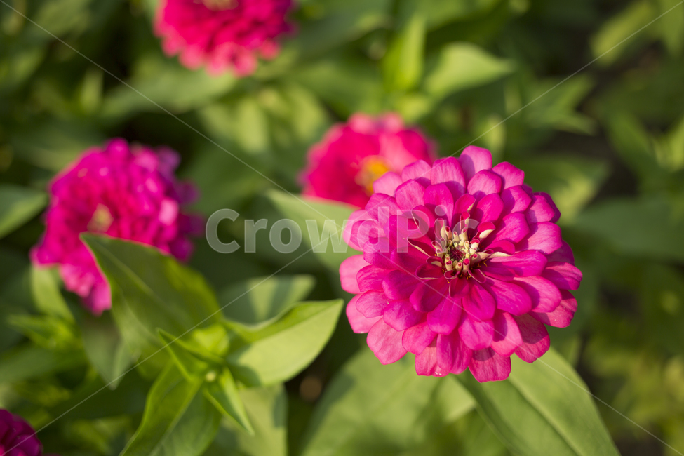 백일홍,꽃,자연,식물,plant,flower,식물,자연,plants,nature,꽃,flower