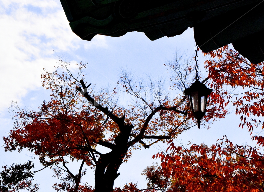 가을,단풍,경치,낙엽,색갈,조화,아름다움,힐링,가을,계절,fall,autumn,season,한국전통,한국문화,korean traditional,korean culture,tree,나무,plant,식물,leaf,잎