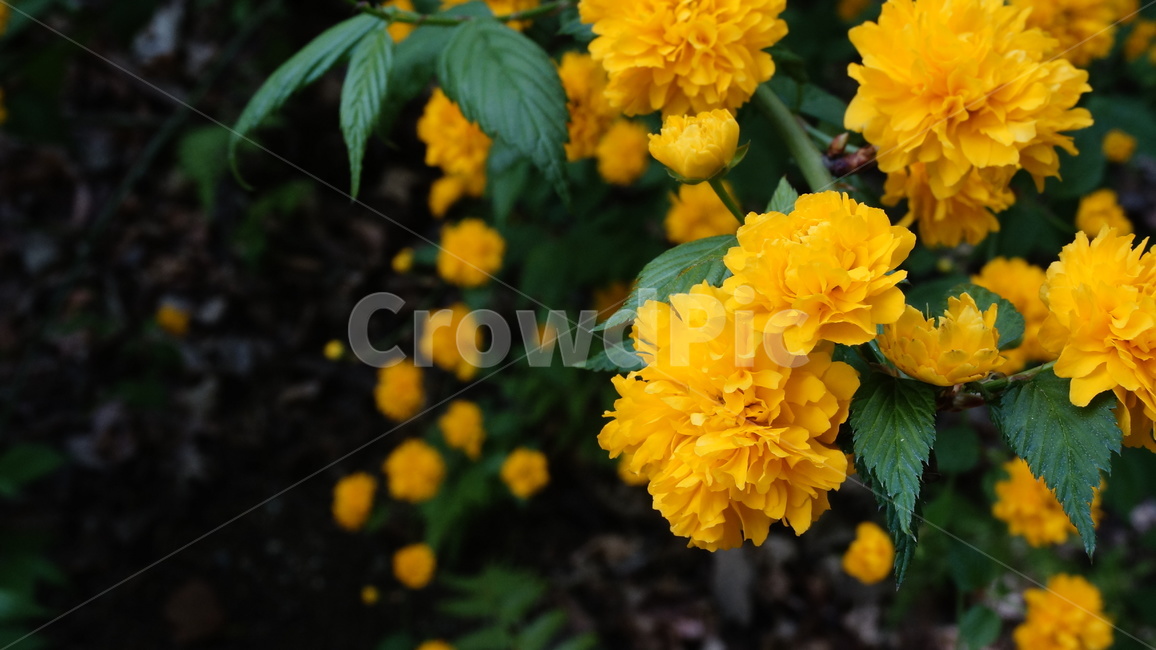 꽃,노란꽃,식물,자연,노랑,초록,flower,yellowflower,yellow,green,color,plant,nature,식물,자연,plants,nature,꽃,flower