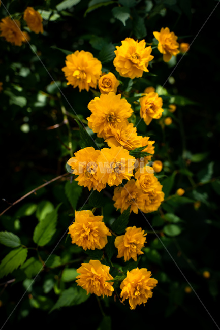 식물,꽃,죽단화,겹황매화,자연,nature,flower,꽃,flower
