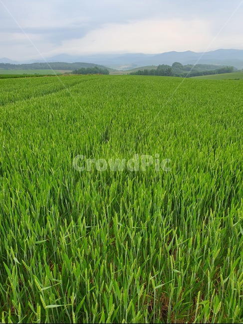 들판,field,outdoors,잔디,grass,목초지,plant