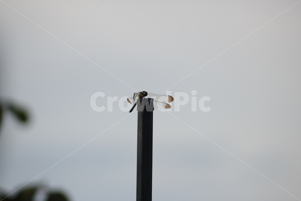 잠자리,하늘,dragonflies,곤충,휴식,sky,동물,동물,animal,곤충,벌레,insect,bug