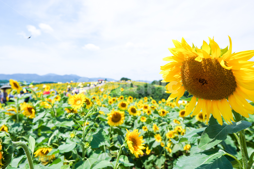 해바라기,꽃,식물,여름,하늘,식물,자연,plants,nature,꽃,flower