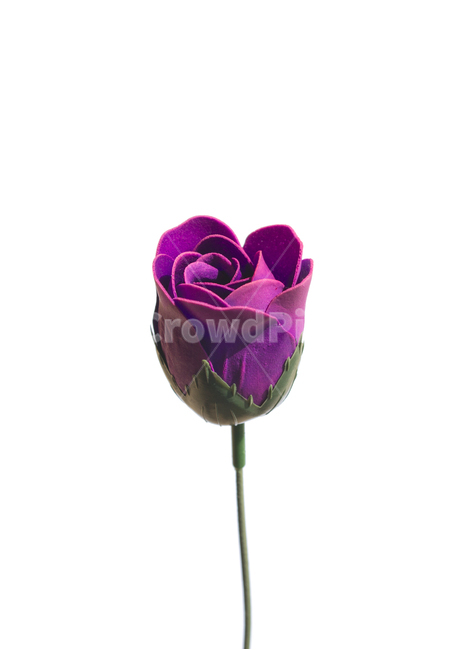 장미,로즈,꽃,플라워,조화,비누,비누꽃,줄기,흰배경,클로즈업,사물,자연,식물,퍼플,보라색,그린,녹색,초록색,꽃,flower