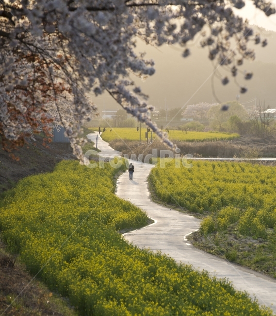 길,길사진,풍경,풍경사진,자연,봄,유채꽃,봄,계절,spring,season,시골,마을,풍경,landscape,country,rural,town