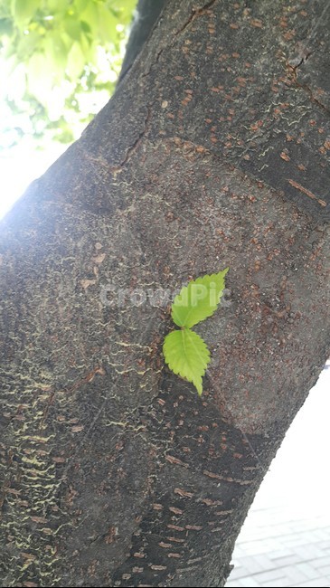 나뭇잎,산,감성,숲,새싹,배경화면,자연,식물,초록,새로움,바탕화면,nature,plants,sesible,feeling