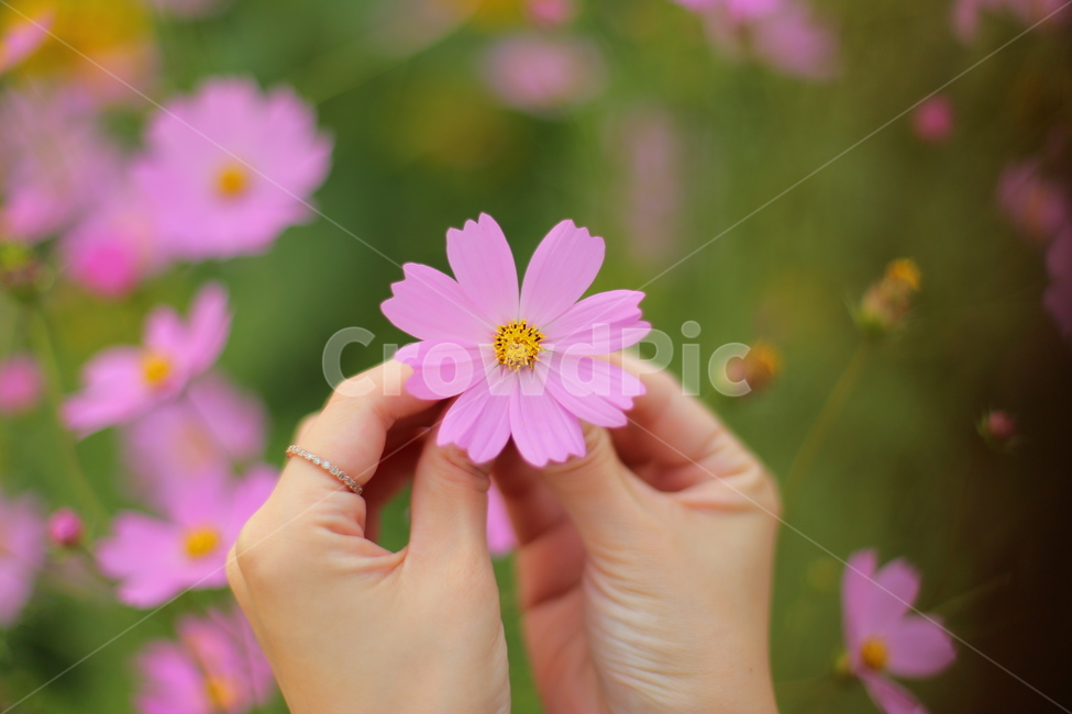 코스모스,코스모스꽃,손,두손,사람,person,human,인간,plant,식물,petal,꽃잎,blossom,flower,꽃,정원,꽃밭,garden,가을,뒷모습,인물,신체일부,신체,연출,몸,여성,색깔,색체,색상,색감,손가락,아련함,nature,body,woman,female,colorsense,식물,자연,plants,nature,꽃,flower