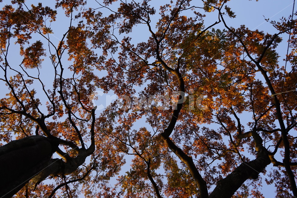 고목,느티나무,가을,하늘,가지,나무,plant,식물,나무줄기,treetrunk,가을감성,가을느낌,가을풍경,가을배경,풍경,가을,계절,fall,autumn,season,tree,tree trunk,나무 줄기