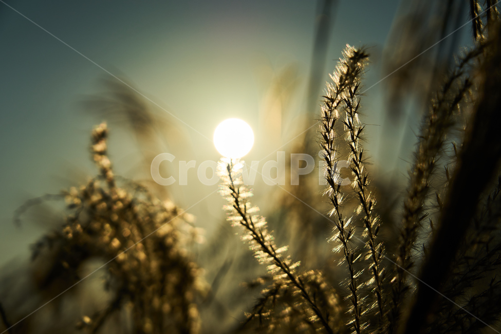하늘공원,가을,일몰,노을,억새,플레어,태양,빛,햇빛,식물,잔디,가을,계절,fall,autumn,season,plant,grass