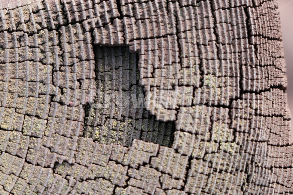 나이테,세월,패턴,나무,나이,흔적,시간,상처,나무,trees,wood,텍스처,질감,패턴,texture,pattern