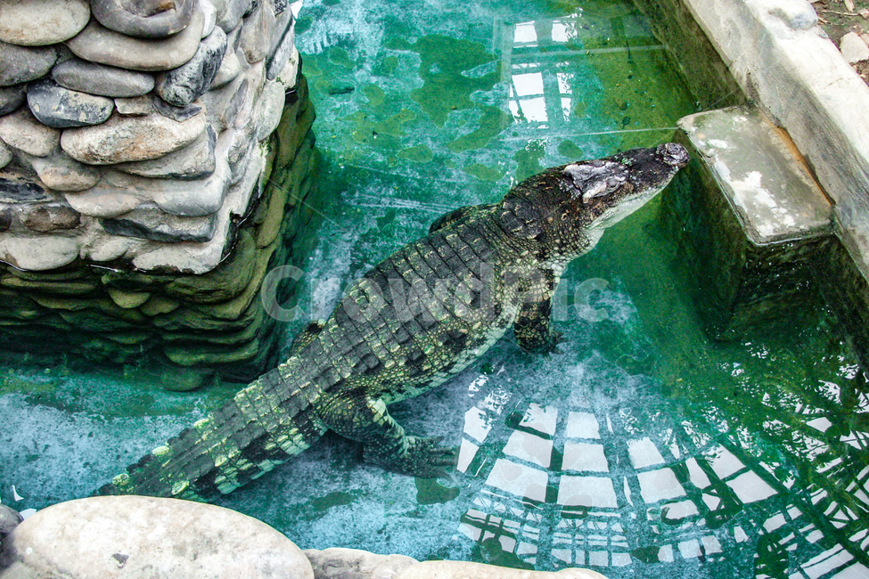 도마뱀,lizard,crocodile,animal,동물,악어,동물,animal,파충류,양서류,reptile,amphibian