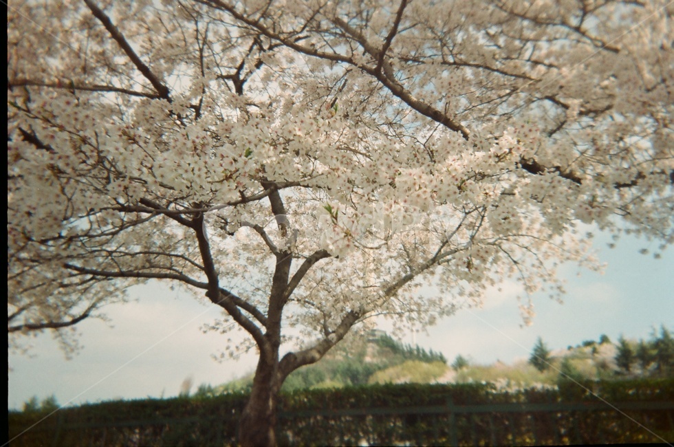 필름카메라,벚꽃,나무,식물,봄,봄꽃,나뭇가지,식물,자연,plants,nature,꽃,flower,나무,trees,wood