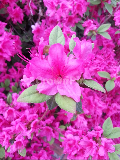 식물,blossom,꽃,flower,철쭉,봄꽃,만개한꽃
