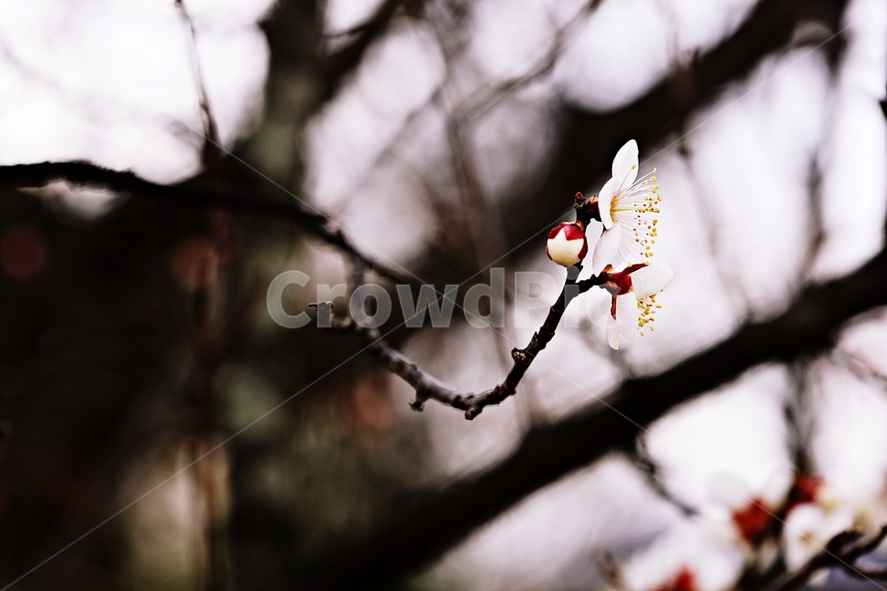 매화,매화꽃,꽃,매화나무,자연,배경,자연,풍경,nature,landscape,식물,plants,꽃,flower,나무,trees,wood,plant,blossom