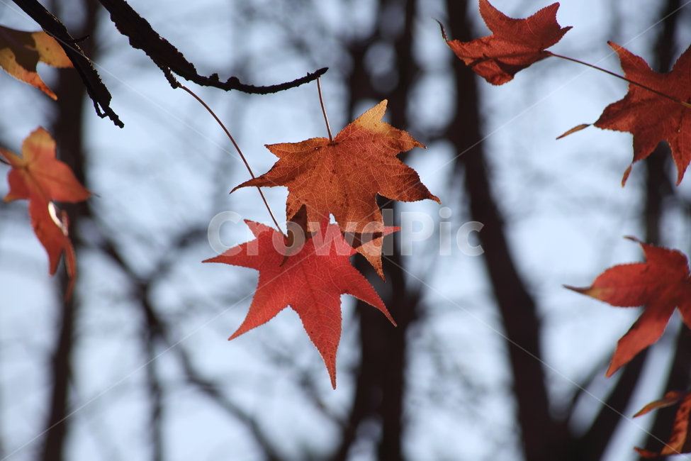 단풍,미국풍나무,가을,liquidambarstyraciflua,sweetgum,가을,계절,fall,autumn,season,leaf,잎,plant,식물,tree,나무,maple