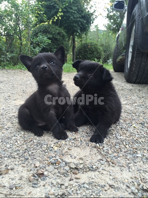 검은색,검정색,강아지,새끼강아지,puppy,동물,animal,포유류,mammal,개,강아지,dog,doggy