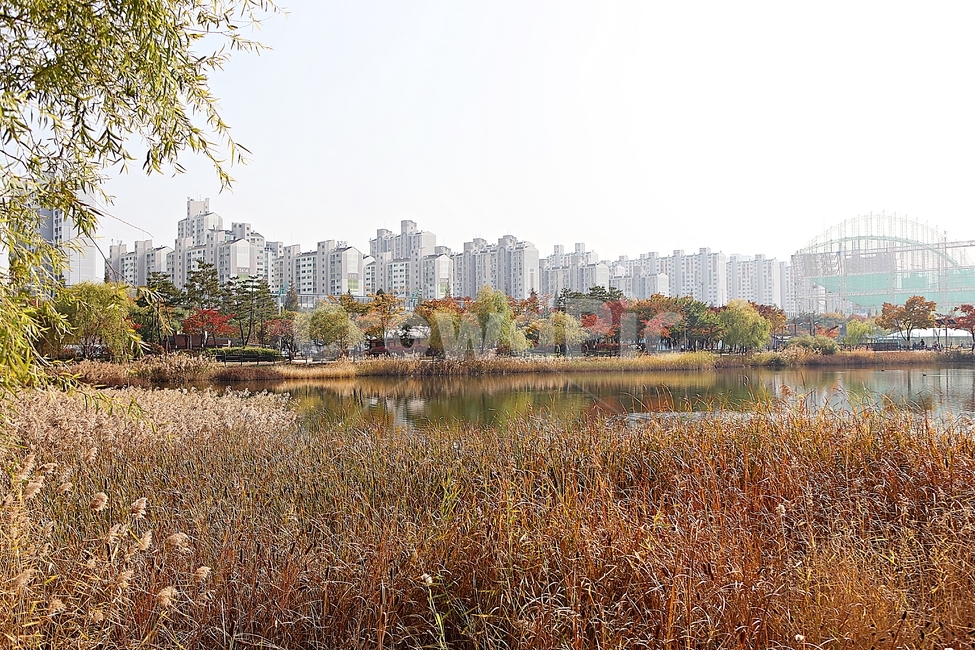 부천호수공원,호수,갈대,억새,식물,자연,풍경,풀,잡초,공원,가을,계절,fall,autumn,season,자연,풍경,nature,landscape
