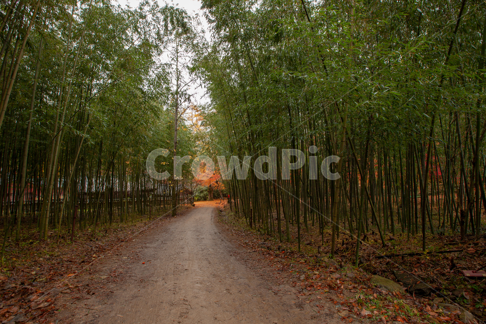 bamboo,bamboo road,next to the fall,autumn,Bamboo Forest Temple