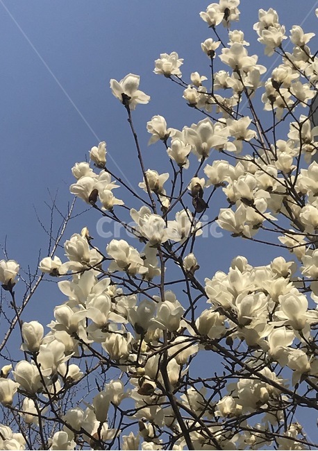 plant,식물,꽃,목련,봄,flower