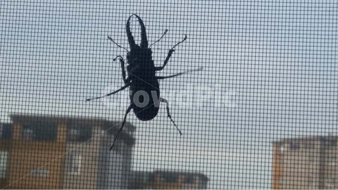 사슴벌레,곤충,방충망,야생,날아오다,동물,animal,곤충,벌레,insect,bug