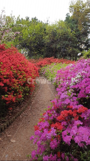 봉제산,철쭉,봄,꽃,산,산책,붉은,활짝,azalea,spring,flower
