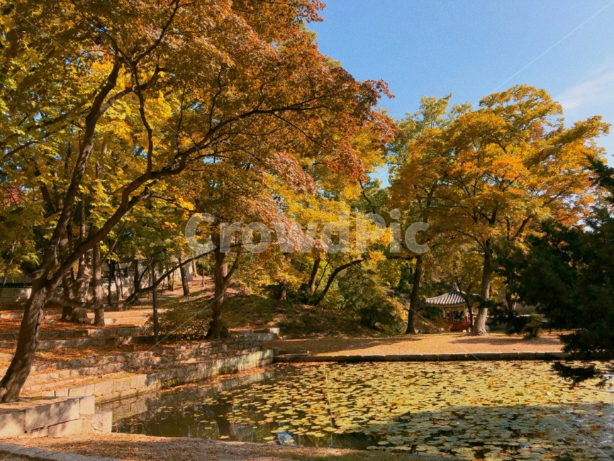 changdeokgungpalace,창덕궁,창덕궁후원,한국관광지,유명관광지,한국궁궐,풍경,경치,낙엽,architecture,building,가을,계절,fall,autumn,season,tree,나무,plant,식물,tree trunk,나무 줄기